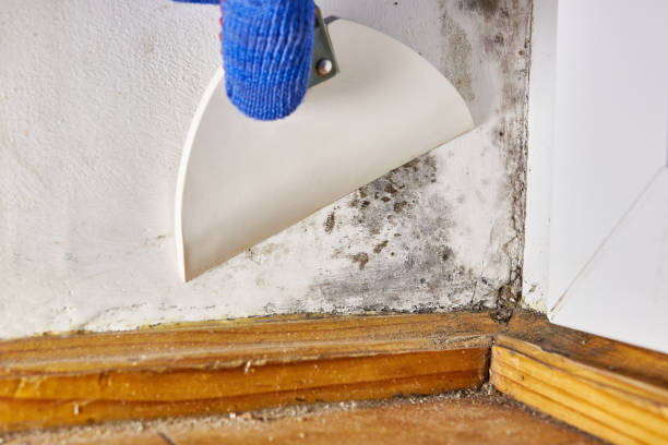 Best Environmental Consulting for Mold Prevention  in Altamont, NY